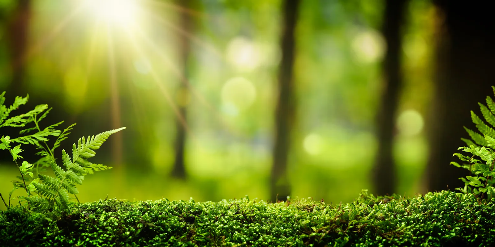 nature1